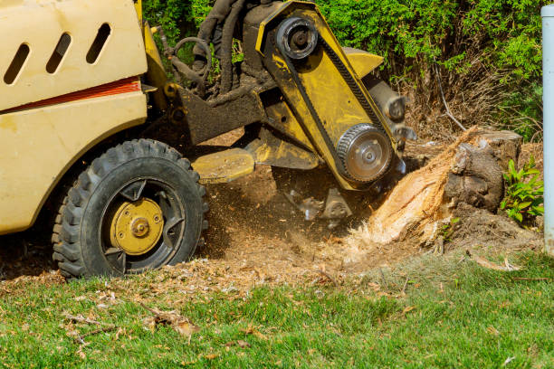 Tree and Shrub Care in Ganado, TX