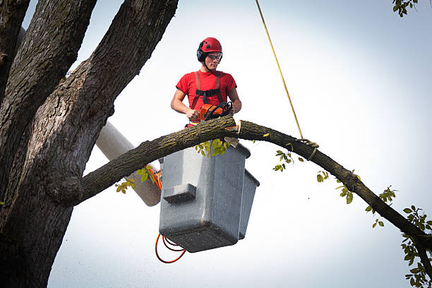Best Emergency Tree Removal  in Ganado, TX