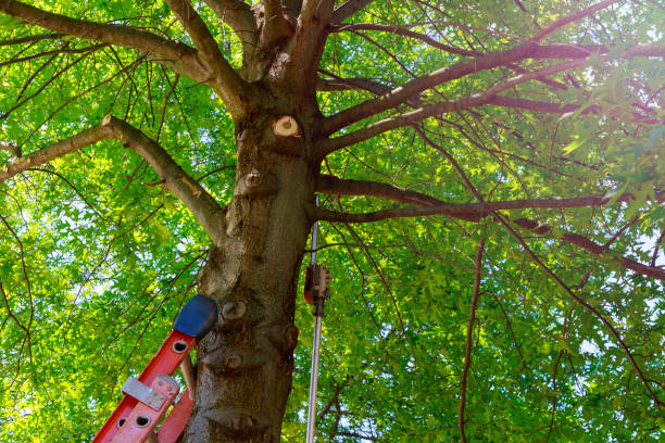 Best Tree Cabling and Bracing  in Ganado, TX